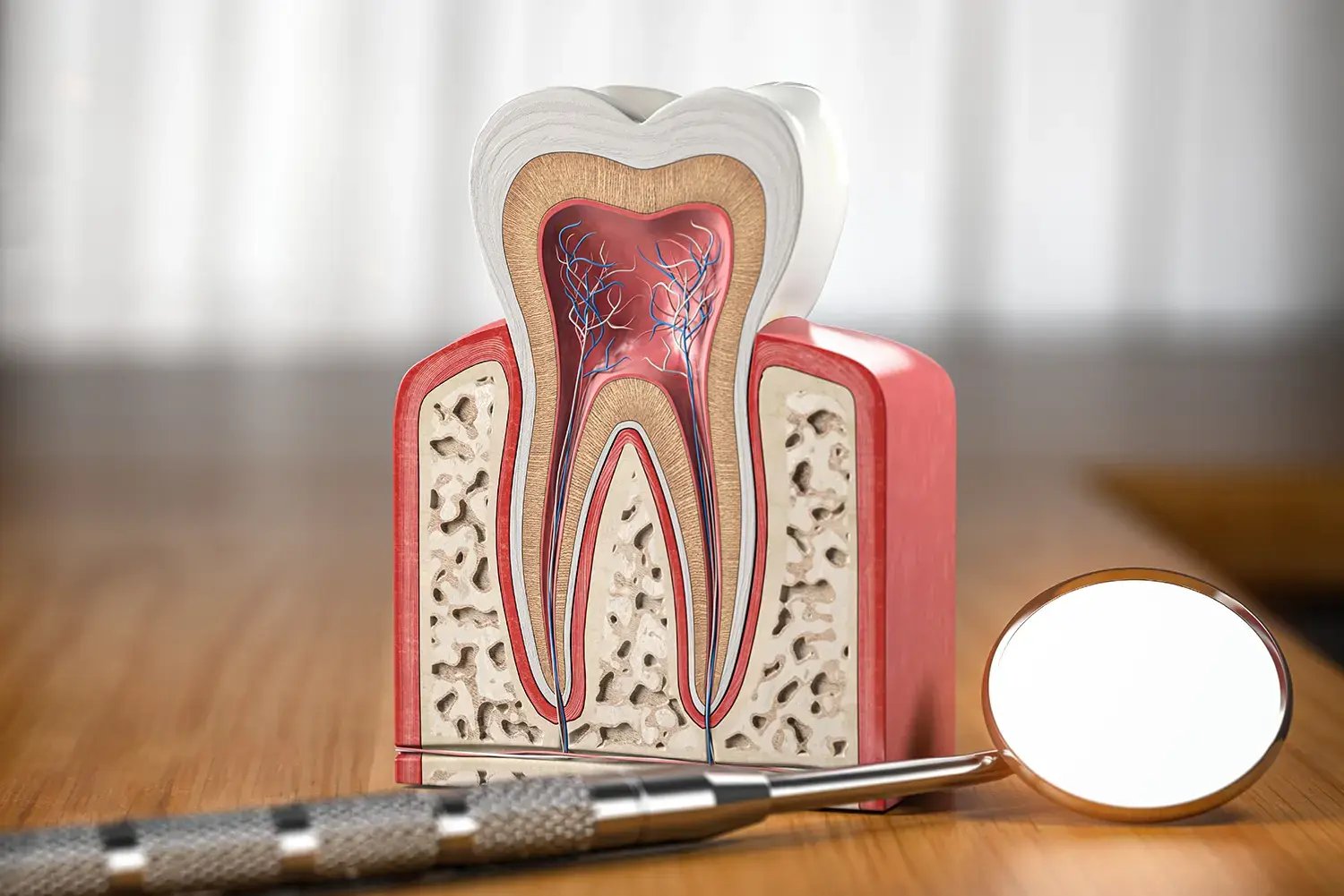 cross-section-tooth-pulp-endodontics-root-canal